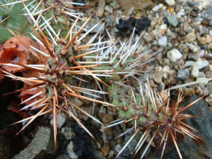 Opuntia polyacantha Haw. 1819 origine; SUA; Colorado - Genul Opuntia
