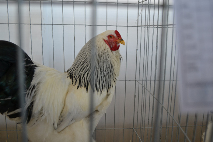 DSC_3434 - E xpo Nationala Craiova ian 2013