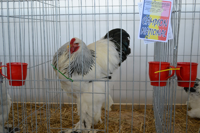 DSC_3450 - E xpo Nationala Craiova ian 2013