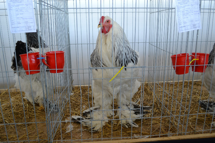 DSC_3452 - E xpo Nationala Craiova ian 2013