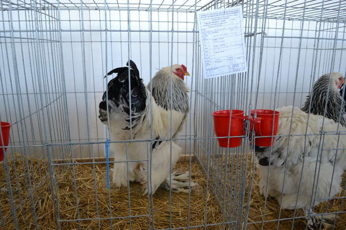 DSC_3466 - E xpo Nationala Craiova ian 2013