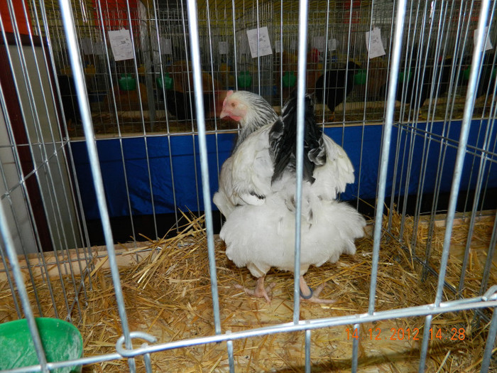 Gaina; In expo Fauna Mehedinteana ian. 2013
