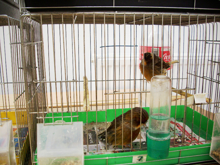 EXPO- AEO 2013 014 - Expozitia de gaini iepuri porumbei si pasari exotice -ianuarie 2013 Craiova