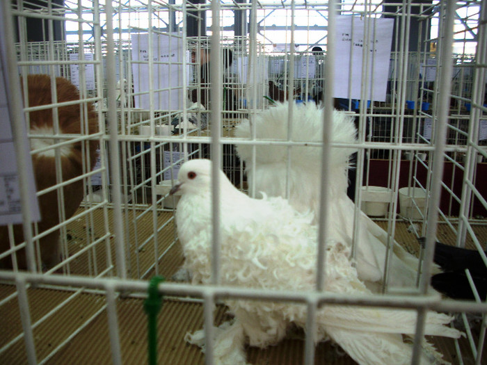 EXPO- AEO 2013 029 - Expozitia de gaini iepuri porumbei si pasari exotice -ianuarie 2013 Craiova