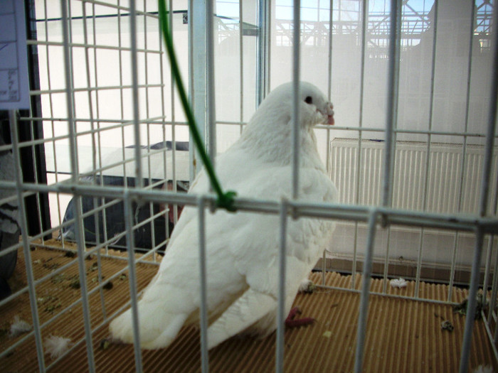 EXPO- AEO 2013 033 - Expozitia de gaini iepuri porumbei si pasari exotice -ianuarie 2013 Craiova