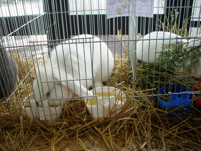 EXPO- AEO 2013 057 - Expozitia de gaini iepuri porumbei si pasari exotice -ianuarie 2013 Craiova