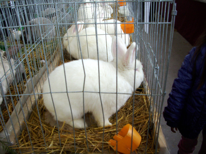EXPO- AEO 2013 061 - Expozitia de gaini iepuri porumbei si pasari exotice -ianuarie 2013 Craiova
