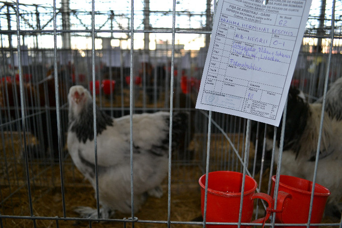 DSC_3534 - E xpo Nationala Craiova ian 2013