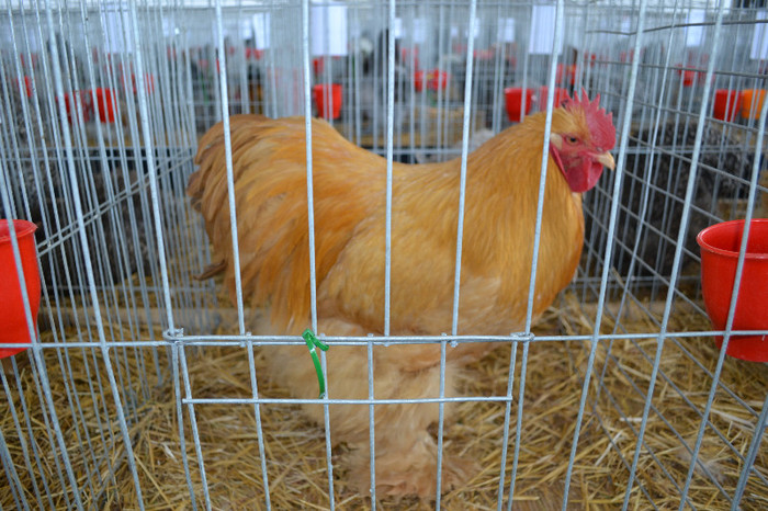 DSC_3550 - E xpo Nationala Craiova ian 2013