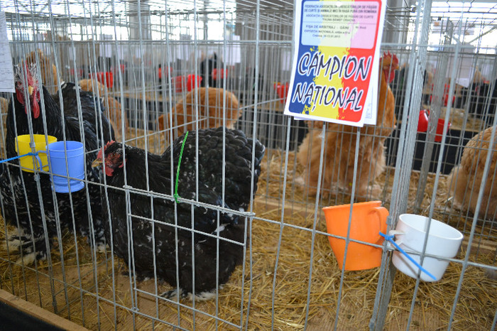 DSC_3566 - E xpo Nationala Craiova ian 2013