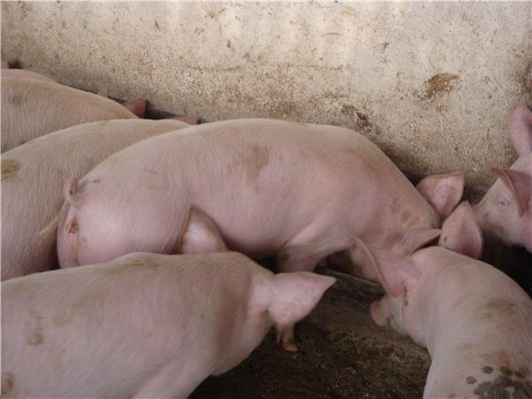 vand-purcei-de-rasa-landrace-porci