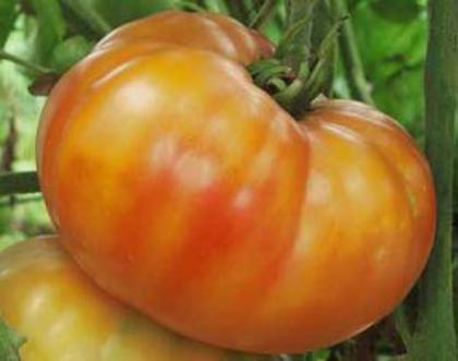 BIG RAINBOW - 2013-TOMATE-SEMINTE