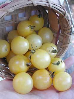 WHITE CHERRY - 2013-TOMATE-SEMINTE