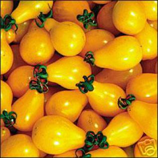 YELLOW PEAR -CHERRY BELL - 2013-TOMATE-SEMINTE