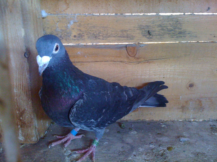 RO 05 CEL MAI  IUBIT PORUMBEL DIN MATCA