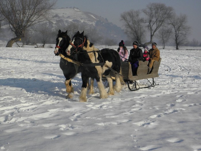 CAI GYPSY VANNER