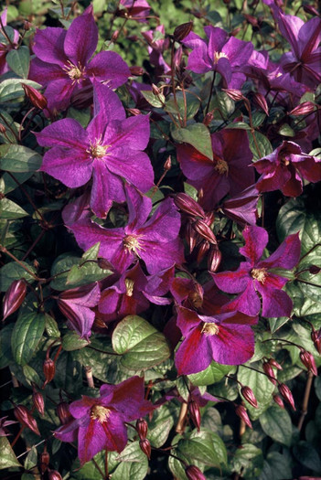 Star of India - 2 Clematitele pe care le caut