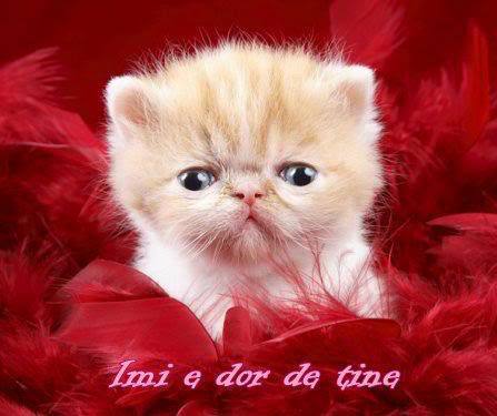 001I0552rsX - atractii irezistibile