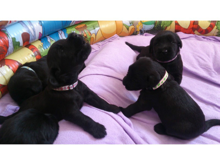 4fe16e8ccebfc - atractii irezistibile