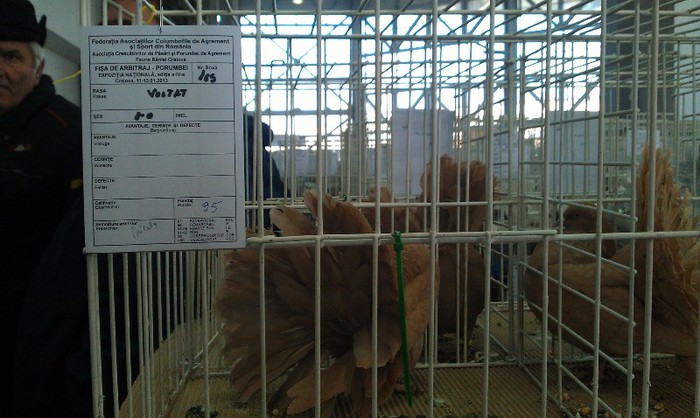 711221_449520128436673_2023403260_o; galbenul meu
