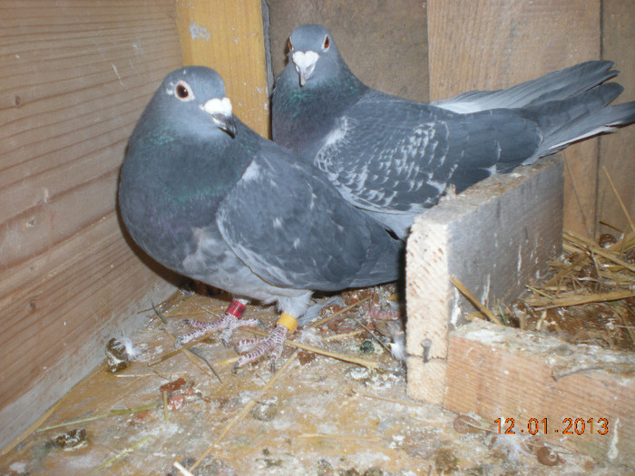 Picture 012; M Ro 2008 1163705

F Ro 2010 0671648
