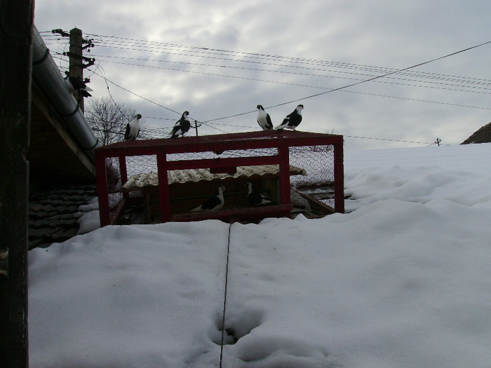 28 dec 2012 - PORUMBEI LIBERI LA ZBOR SI JOC ADICA TOATE RASELE PE CARE LE AM S-AU LE-AM AVUT