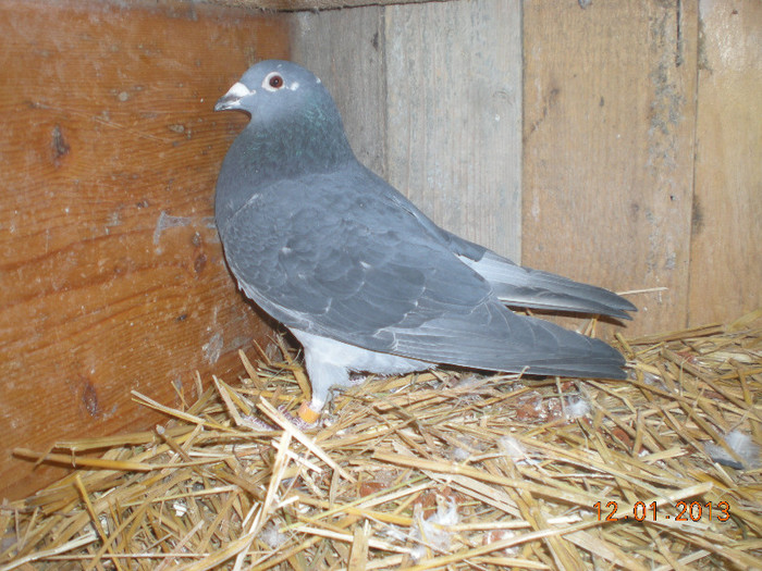 Picture 001; F ro 2010 0671648. Este de la domnul Farcas Ciprian
