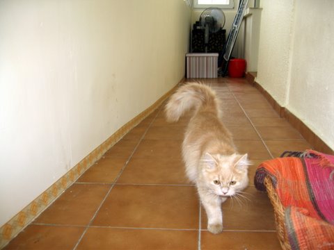 150b - atractii irezistibile