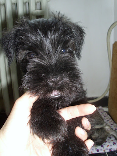 Schnauzer pitic negru