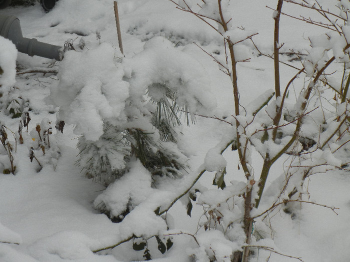 2013, January 13 - 01 Garden in January