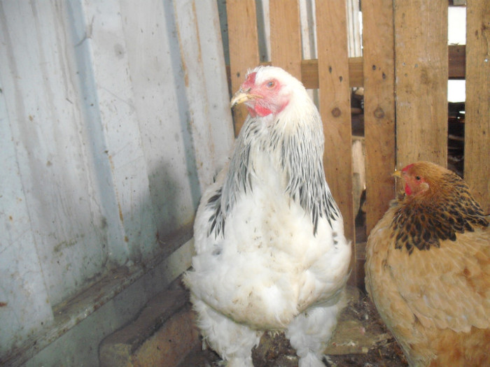 Picture 247 - 003Brahma herminat deschis