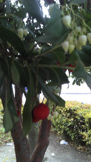2012-12-19 17.02.57 - Arbutus Unedo - Strawberry Tree