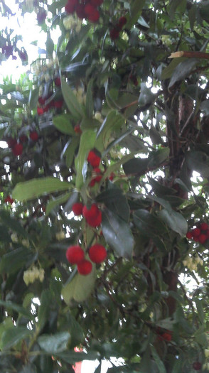 2012-12-19 17.03.03 - Arbutus Unedo - Strawberry Tree