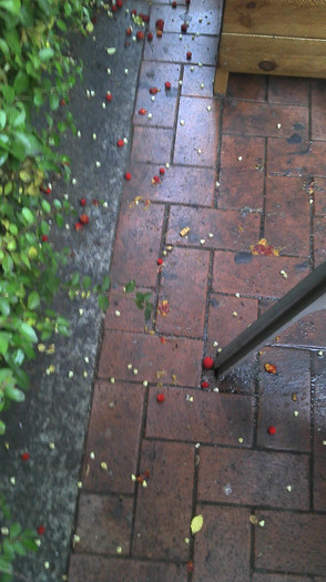 2012-12-19 17.03.21 - Arbutus Unedo - Strawberry Tree