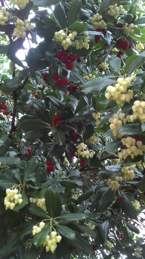 2012-12-19 17.03.33 - Arbutus Unedo - Strawberry Tree
