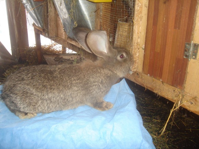 DSC01363 - urias gri german