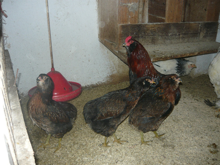 tineret 2012 - ARAUCANA