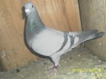 f 2009. - voiajori 2013