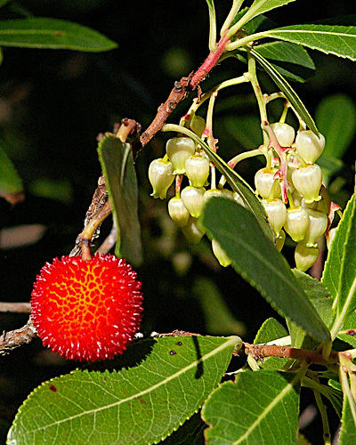 arbutus-unedo-30-40-cm - Arbutus Unedo - Strawberry Tree