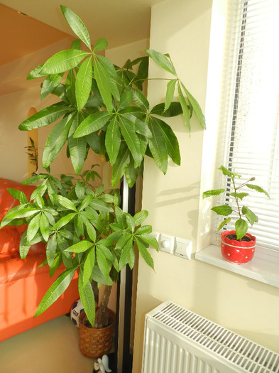 PACHIRA SE BUCURA DE SOARE