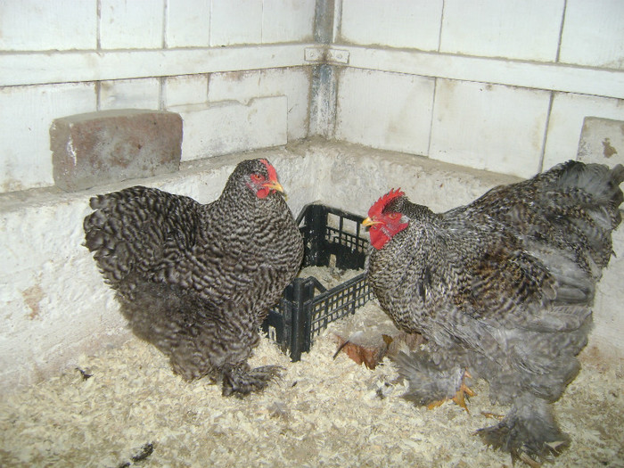 DSC02095 - 30-MATCA 2013