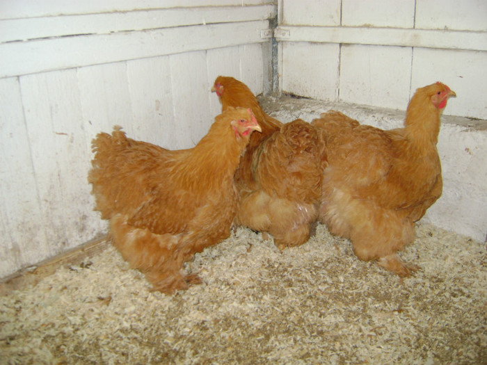 DSC02016 - 30-MATCA 2013