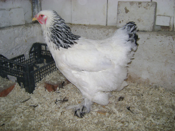 DSC02197 - 30-MATCA 2013