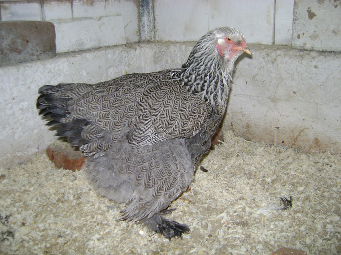 DSC02077 - 30-MATCA 2013