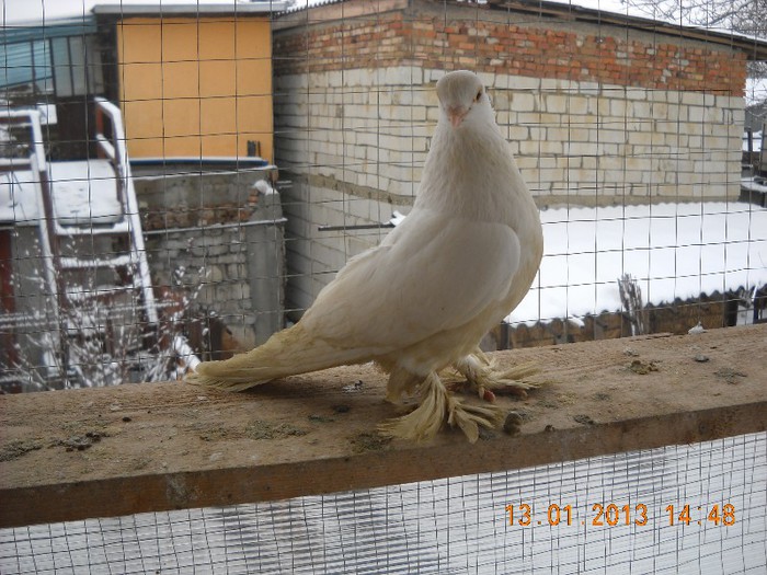 mascul 13.01.2013 - berlinez