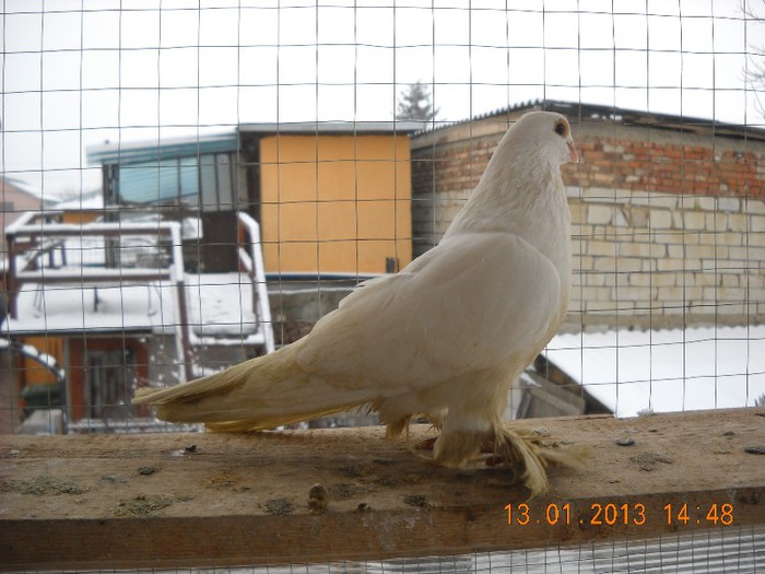 mascul 13.01.2013 - berlinez