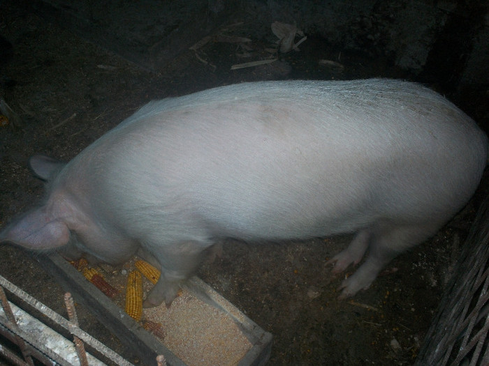 6 luni 100 kg - PORCI DE CARNE RASA MARELE ALB