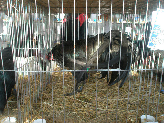 053 - Expozitia de la Craiova 13-01-2012-nu-mi apartin-  gaini