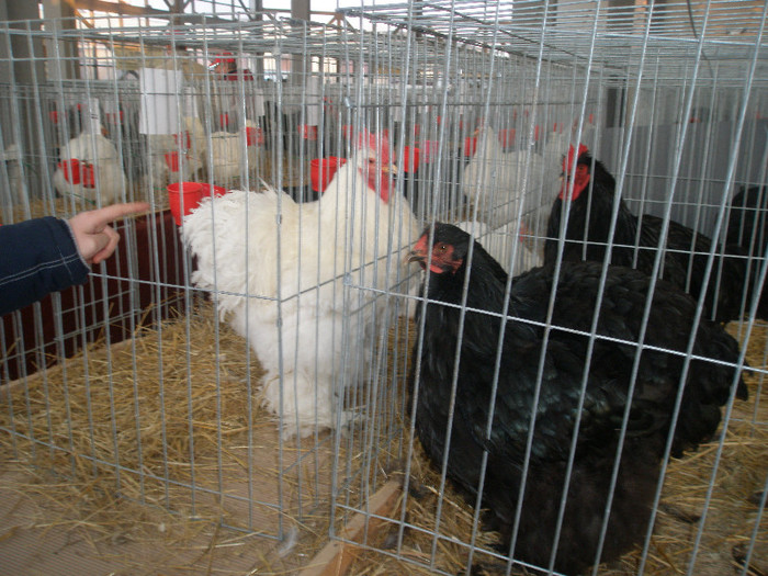 079 - Expozitia de la Craiova 13-01-2012-nu-mi apartin-  gaini