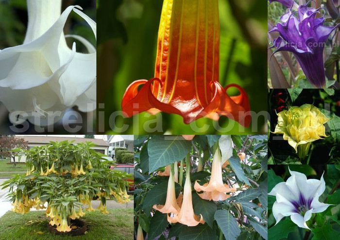 datura si brugmansia seminte - 3-de vanzare 2019-2020- SEMINTE DE PLANTE CARE TRAIESC IN ROMANIA